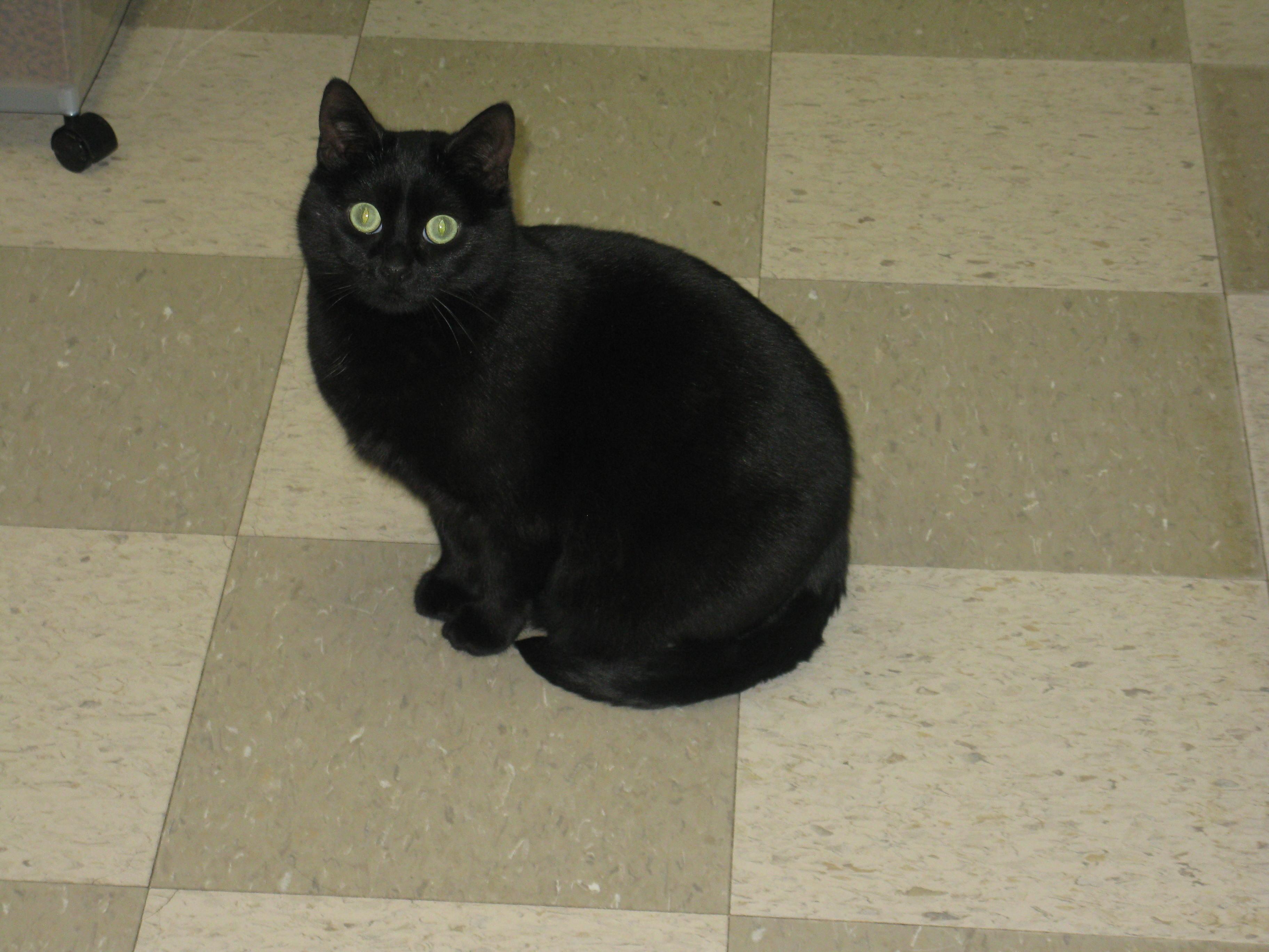 Opal, a Adoptable Domestic Short Hair in Libby, MT image 4/6