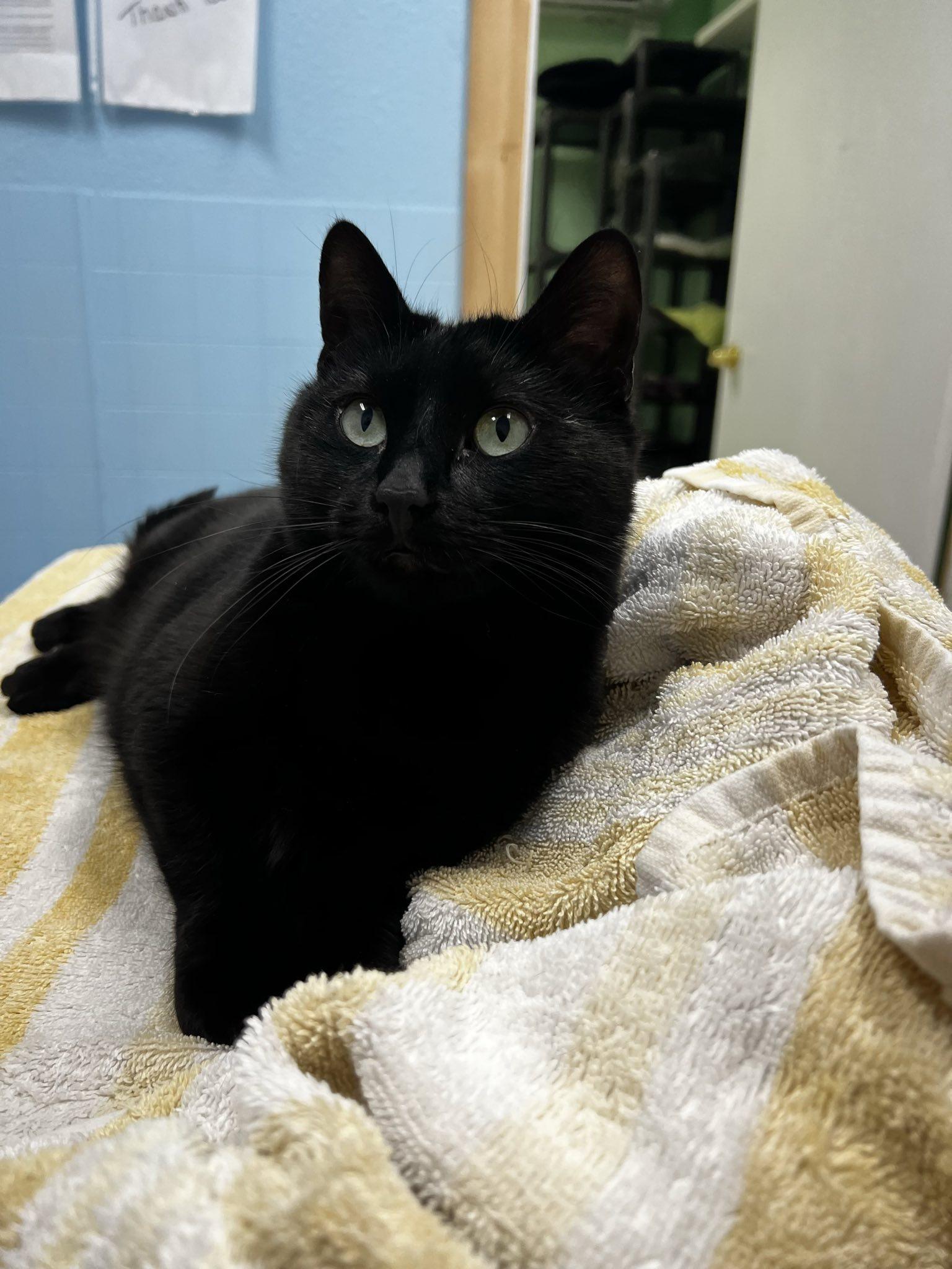 Opal, a Adoptable Domestic Short Hair in Libby, MT image 5/6