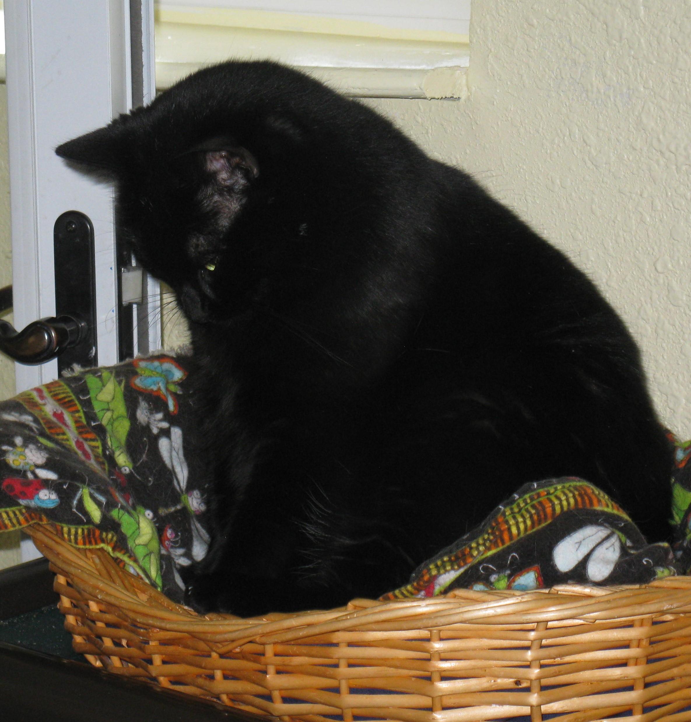 Opal, a Adoptable Domestic Short Hair in Libby, MT image 6/6