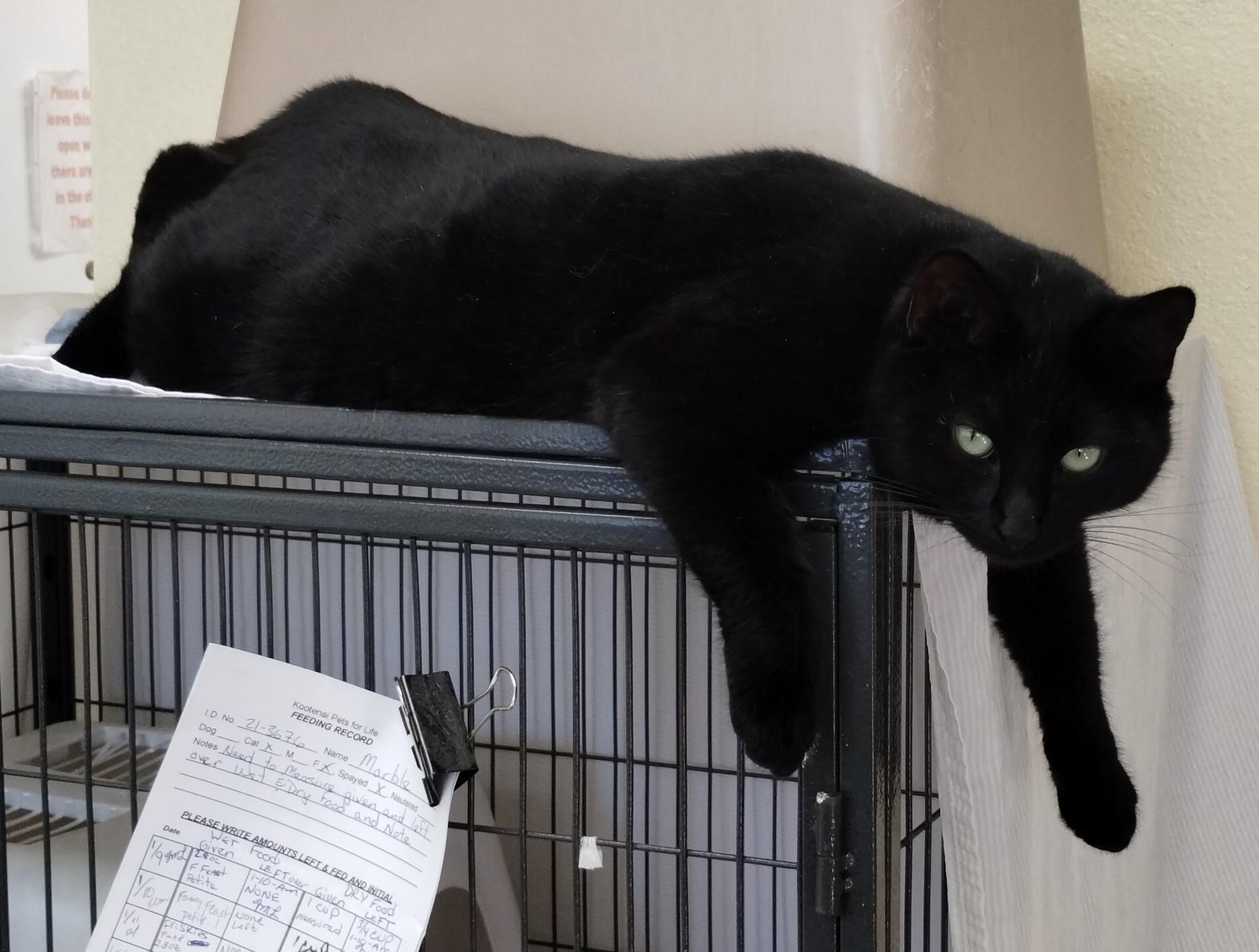 Opal, a Adoptable Domestic Short Hair in Libby, MT image 1/6