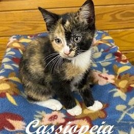 Cassiopeia, an adoptable Calico in Southern Pines, NC image 3/5