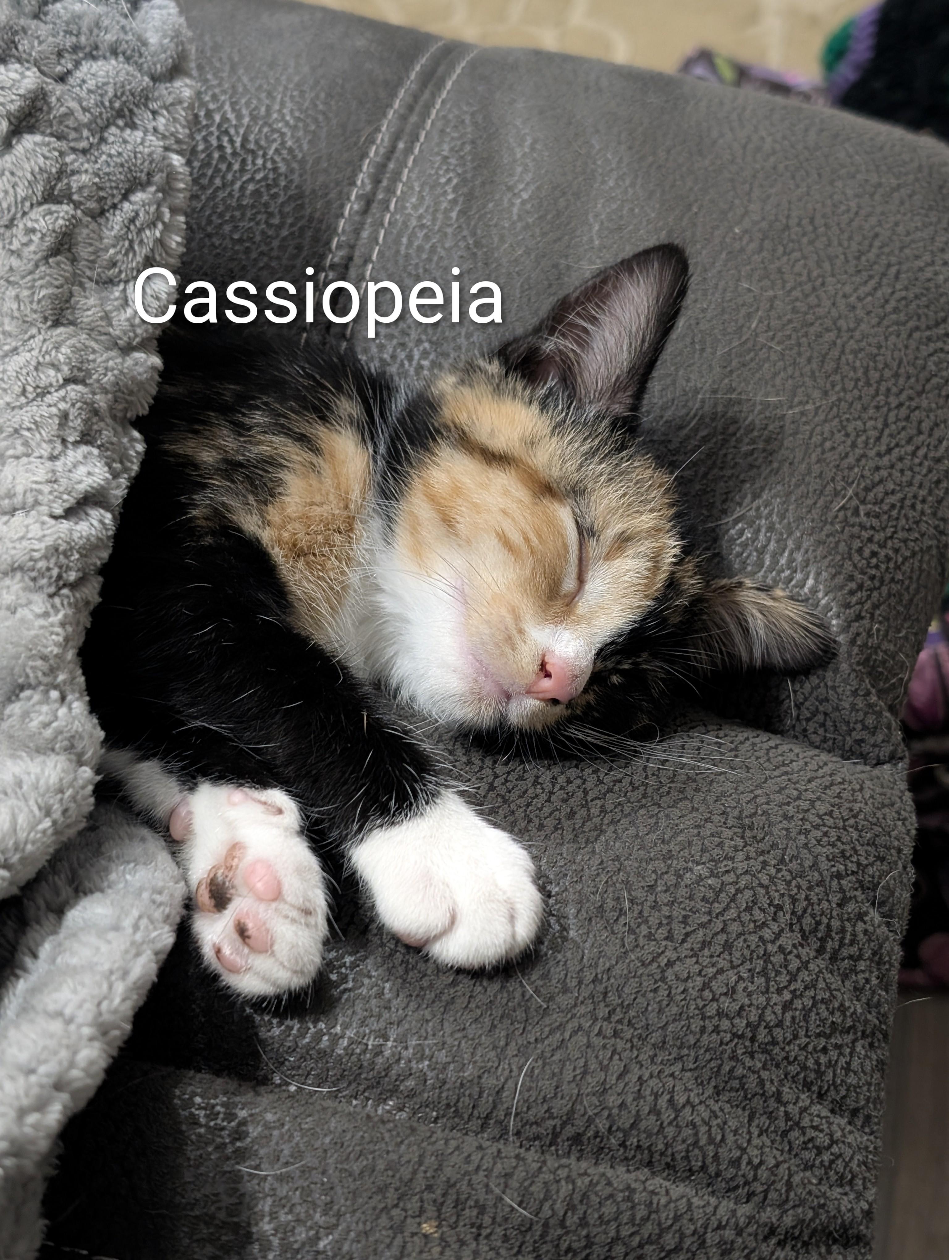 Cassiopeia, an adoptable Calico in Southern Pines, NC image 2/5