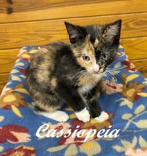 Cassiopeia, an adoptable Calico in Southern Pines, NC image 4/5
