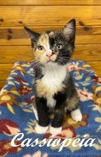 Cassiopeia, an adoptable Calico in Southern Pines, NC image 5/5