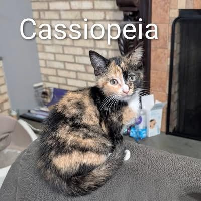 Cassiopeia, adoptable, Kitten Female Calico.
