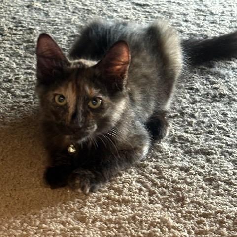 Enlarge Alicia, a Adoptable Domestic Medium Hair in Wahiawa, HI image 1/3