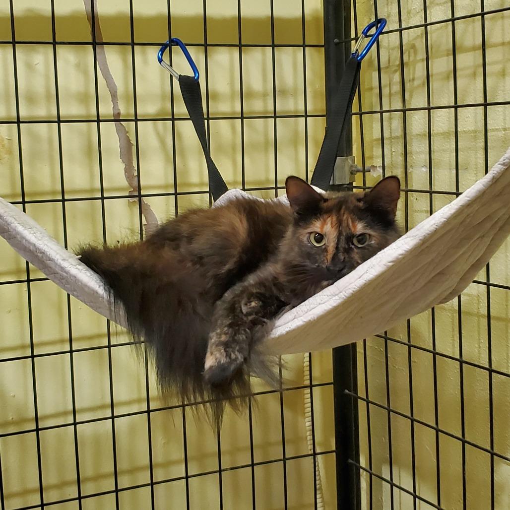 Enlarge Alicia, a Adoptable Domestic Medium Hair in Wahiawa, HI image 2/3