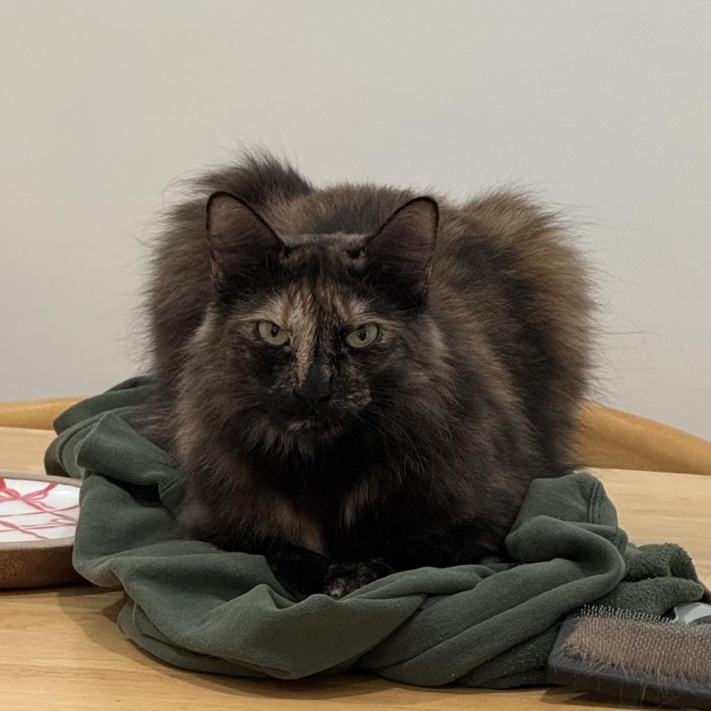 Enlarge Alicia, a Adoptable Domestic Medium Hair in Wahiawa, HI image 3/3