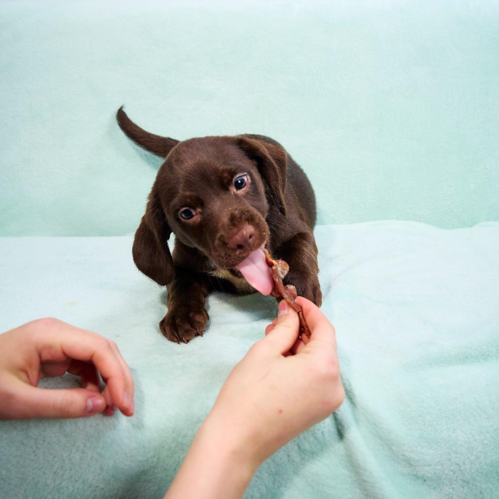 Scallion, Adoptable, Puppy Male Terrier.