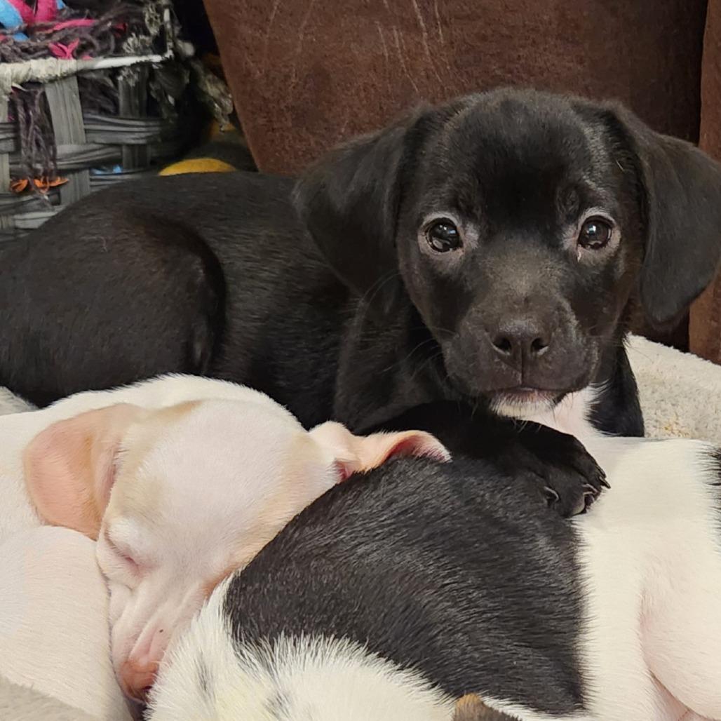 Scallion, Adoptable, Puppy Male Terrier.