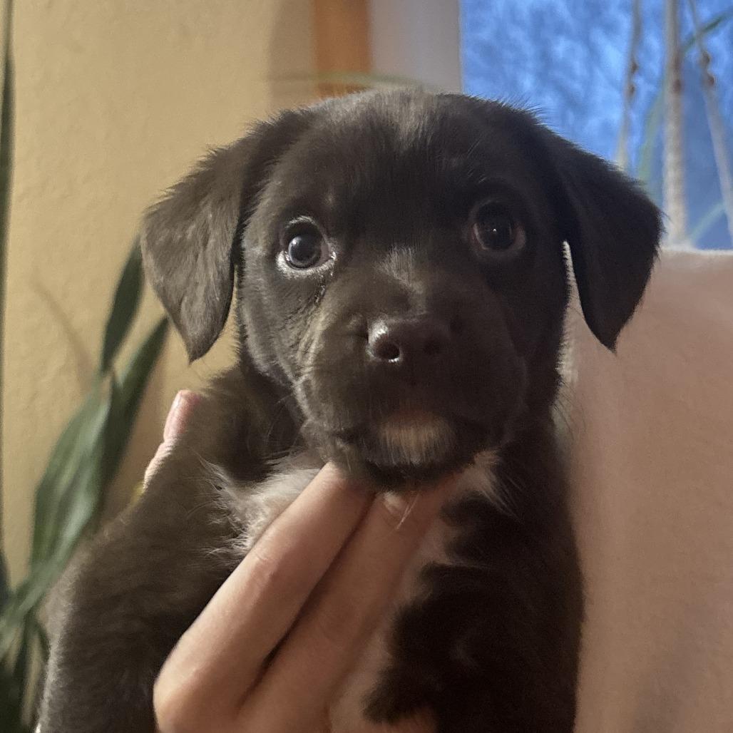 Enlarge Scallion, a Adoptable mixed breed in Chaska, MN image 2/3