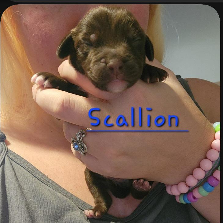 Enlarge Scallion, a Adoptable mixed breed in Chaska, MN image 3/3