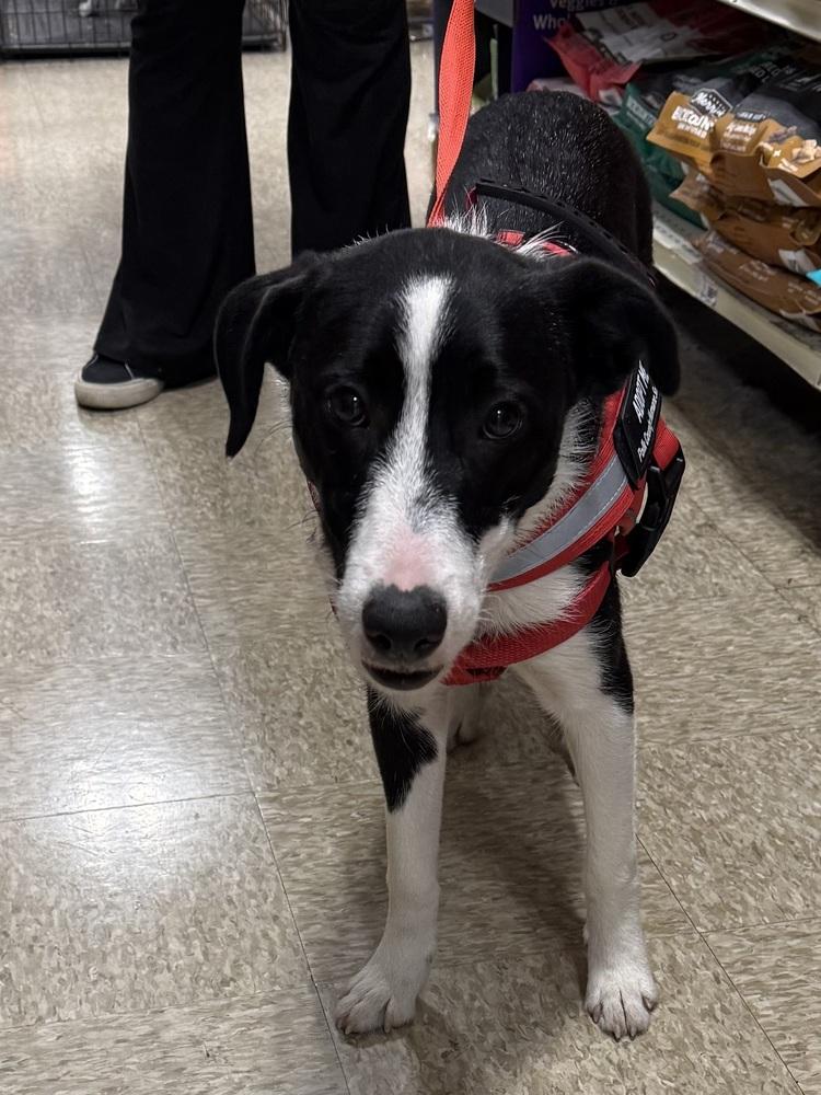 Oreo, Adoptable, Young Female Border Collie & Great Pyrenees.