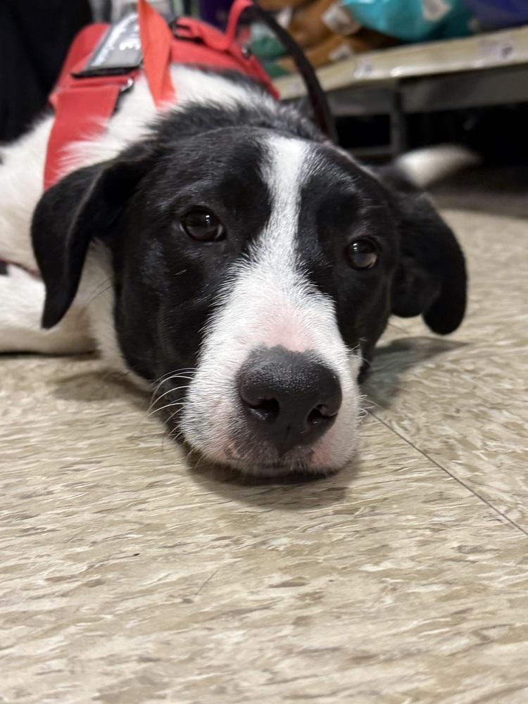 Enlarge Oreo, a Adoptable mixed breed in Bolivar, MO image 2/4