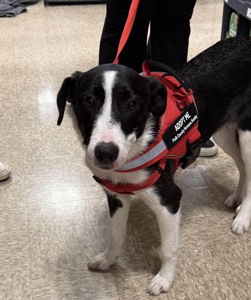 Enlarge Oreo, a Adoptable mixed breed in Bolivar, MO image 3/4