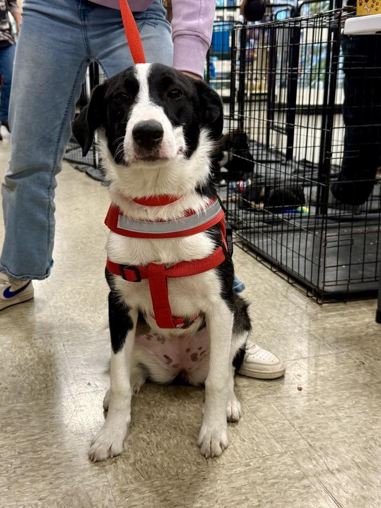 Enlarge Oreo, a Adoptable mixed breed in Bolivar, MO image 4/4