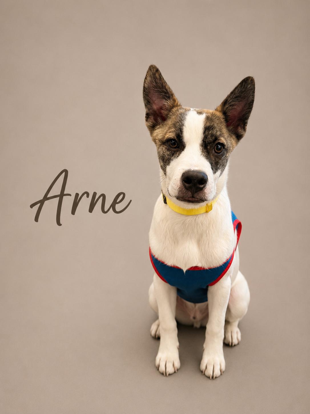 Enlarge Arne, a ADOPTABLE Mixed Breed in MYRTLE BEACH, SC image 1/1