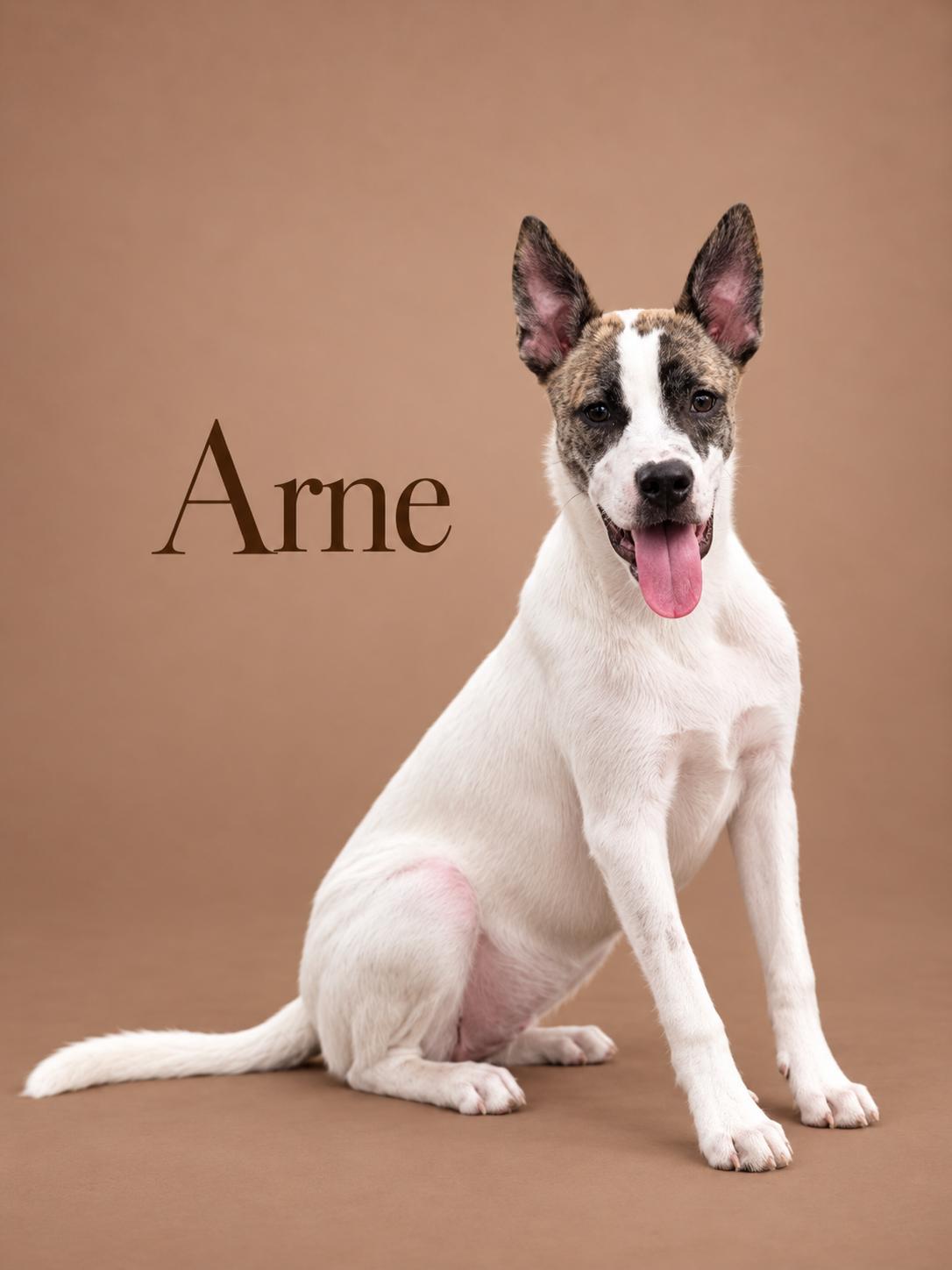 Enlarge Arne, a Adoptable Mixed Breed in MYRTLE BEACH, SC image 1/1