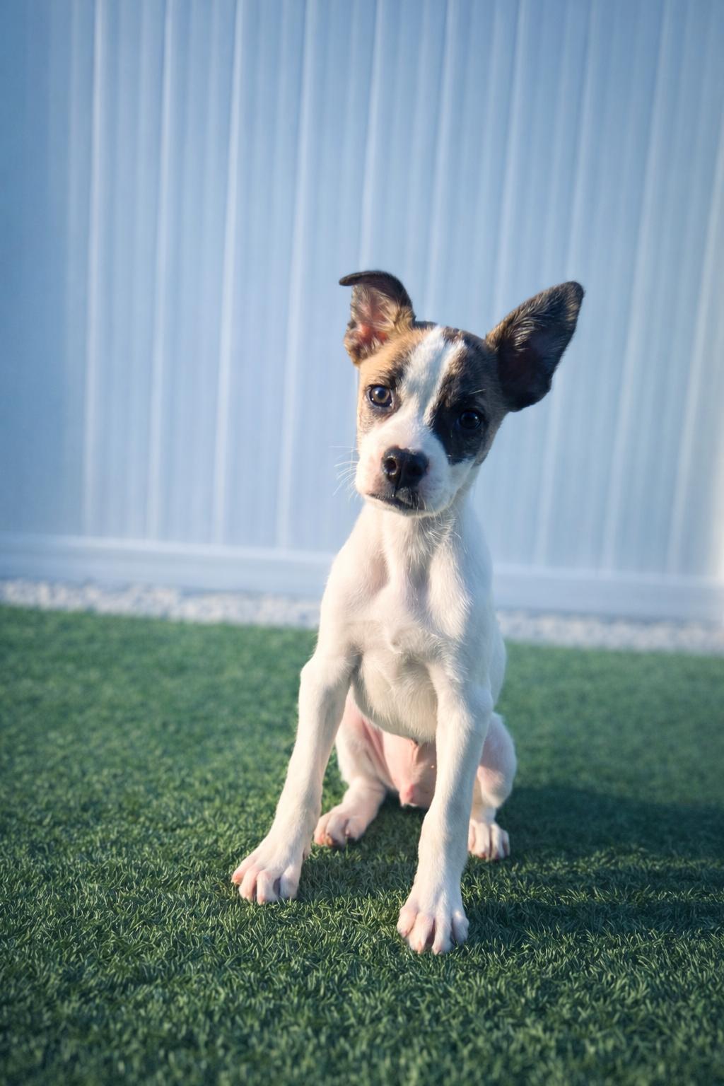 Arne, ADOPTABLE, Puppy Male Mixed Breed.