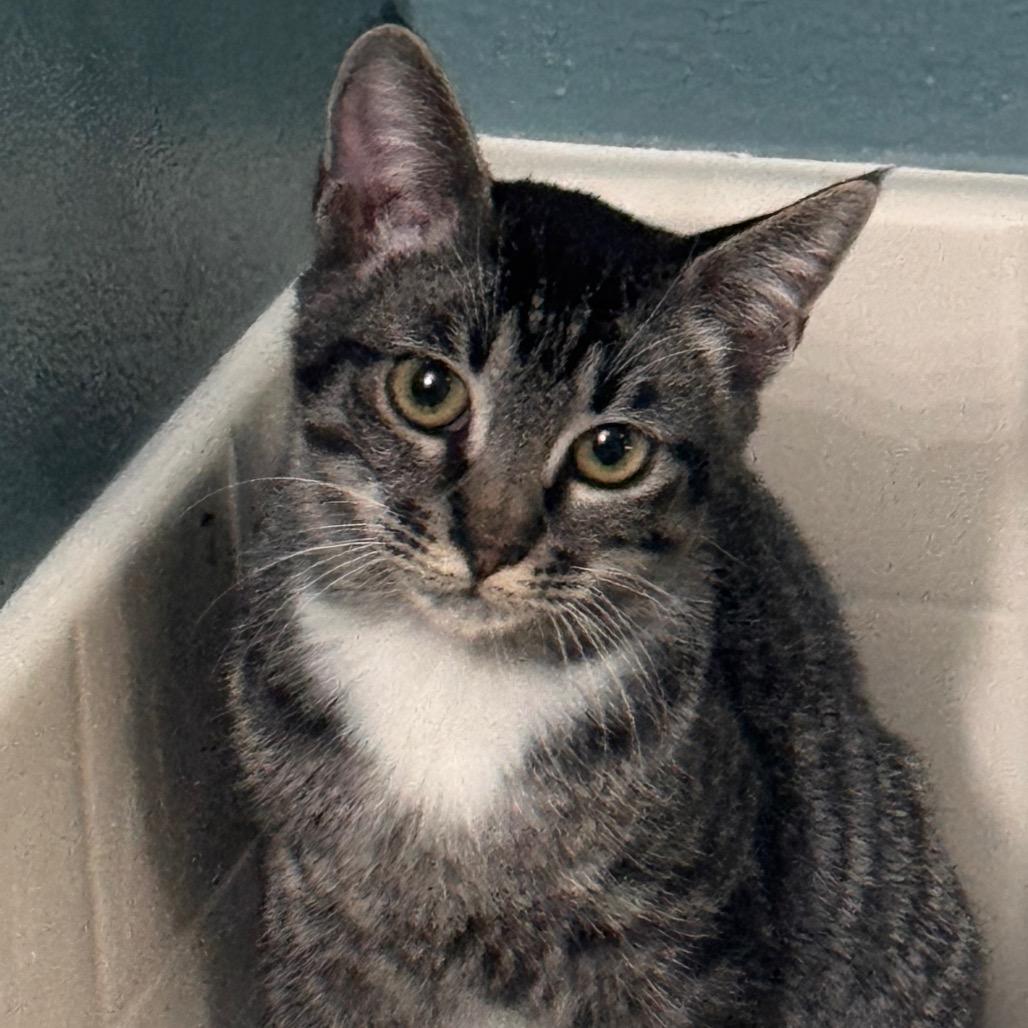 Enlarge Victoria, a Adoptable Domestic Short Hair in TITUSVILLE, FL image 1/3