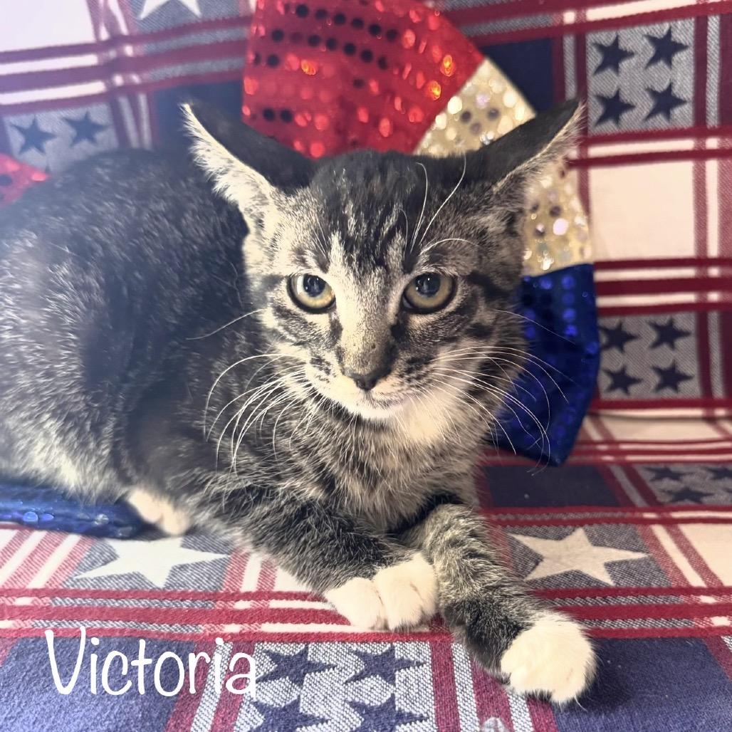 Enlarge Victoria, a Adoptable Domestic Short Hair in TITUSVILLE, FL image 2/3
