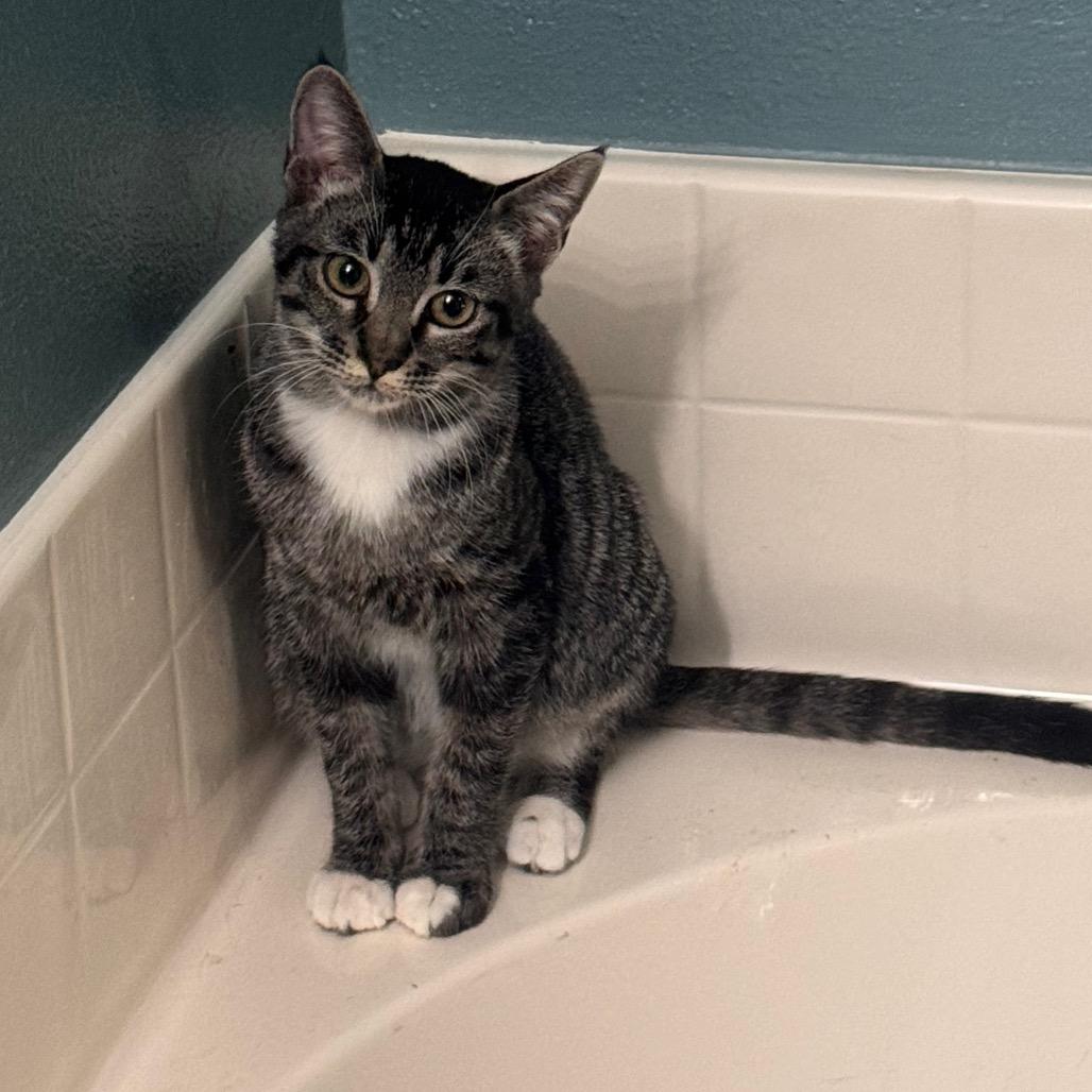 Enlarge Victoria, a Adoptable Domestic Short Hair in TITUSVILLE, FL image 3/3