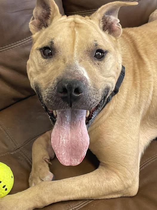 Enlarge Bruno, a ADOPTABLE mixed breed in Mount Gilead, OH image 2/2