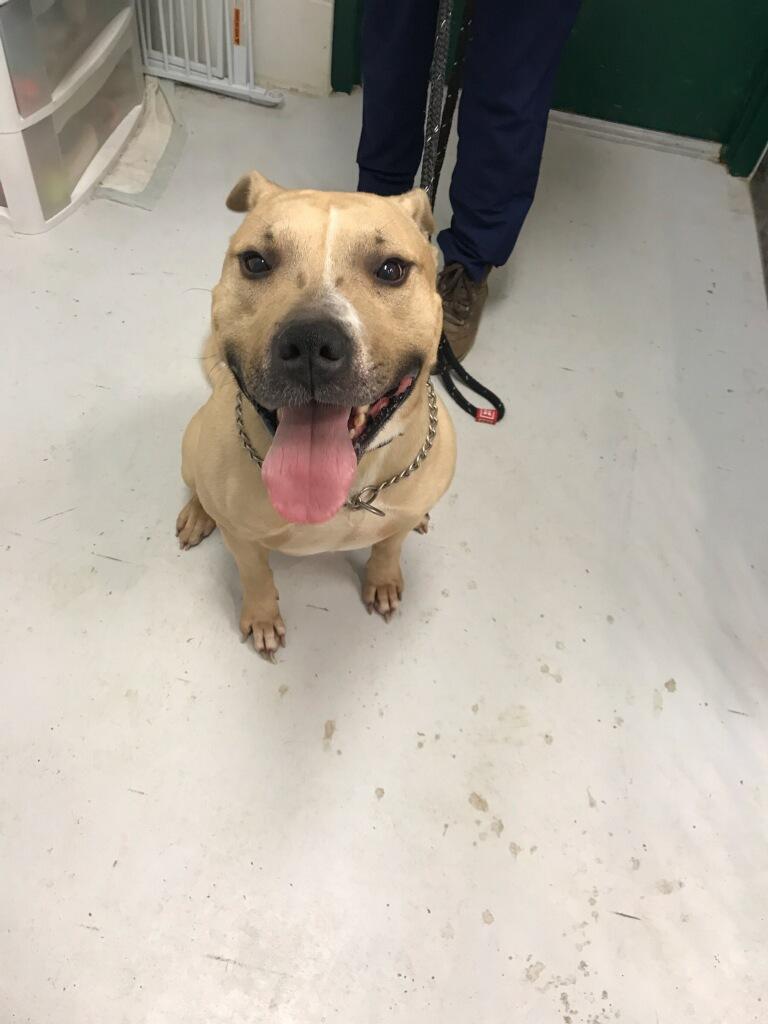 Bruno, ADOPTABLE, Adult Male Pit Bull Terrier & Bull Terrier.