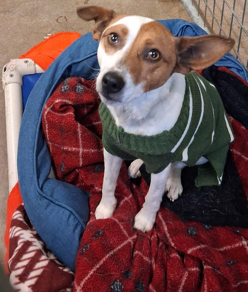 Rusty, Adoptable, Adult Male Jack Russell Terrier & Fox Terrier.