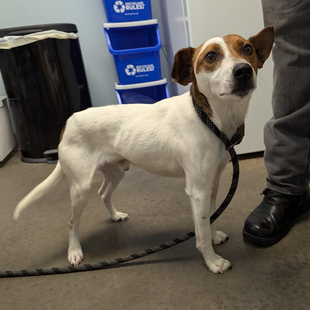 Rusty, a Adoptable mixed breed in Murphysboro, IL image 2/6