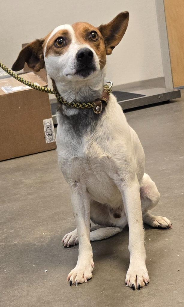 Rusty, a Adoptable mixed breed in Murphysboro, IL image 4/6