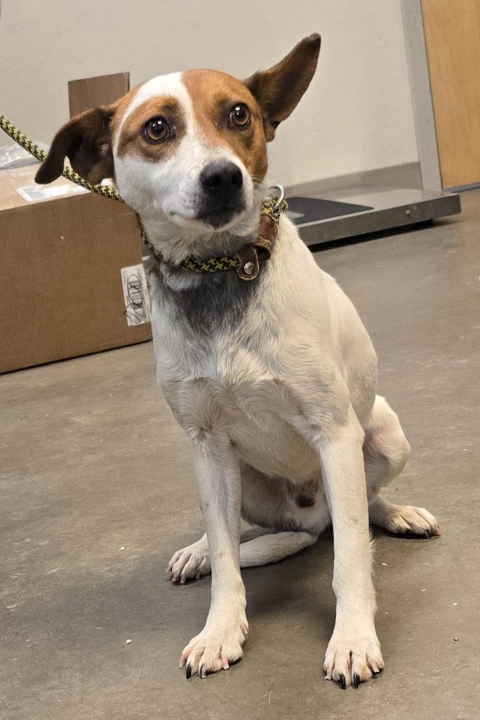 Rusty, a Adoptable mixed breed in Murphysboro, IL image 5/6