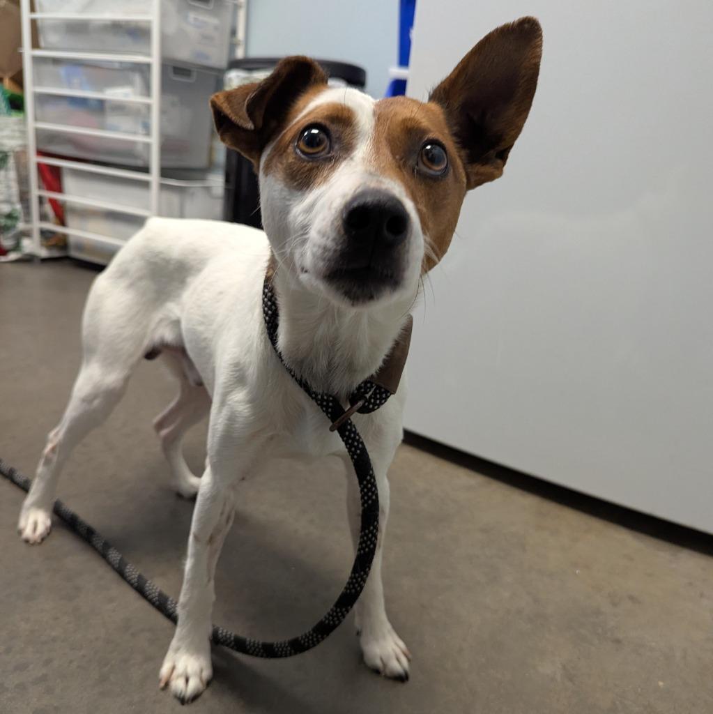 Rusty, a Adoptable mixed breed in Murphysboro, IL image 6/6