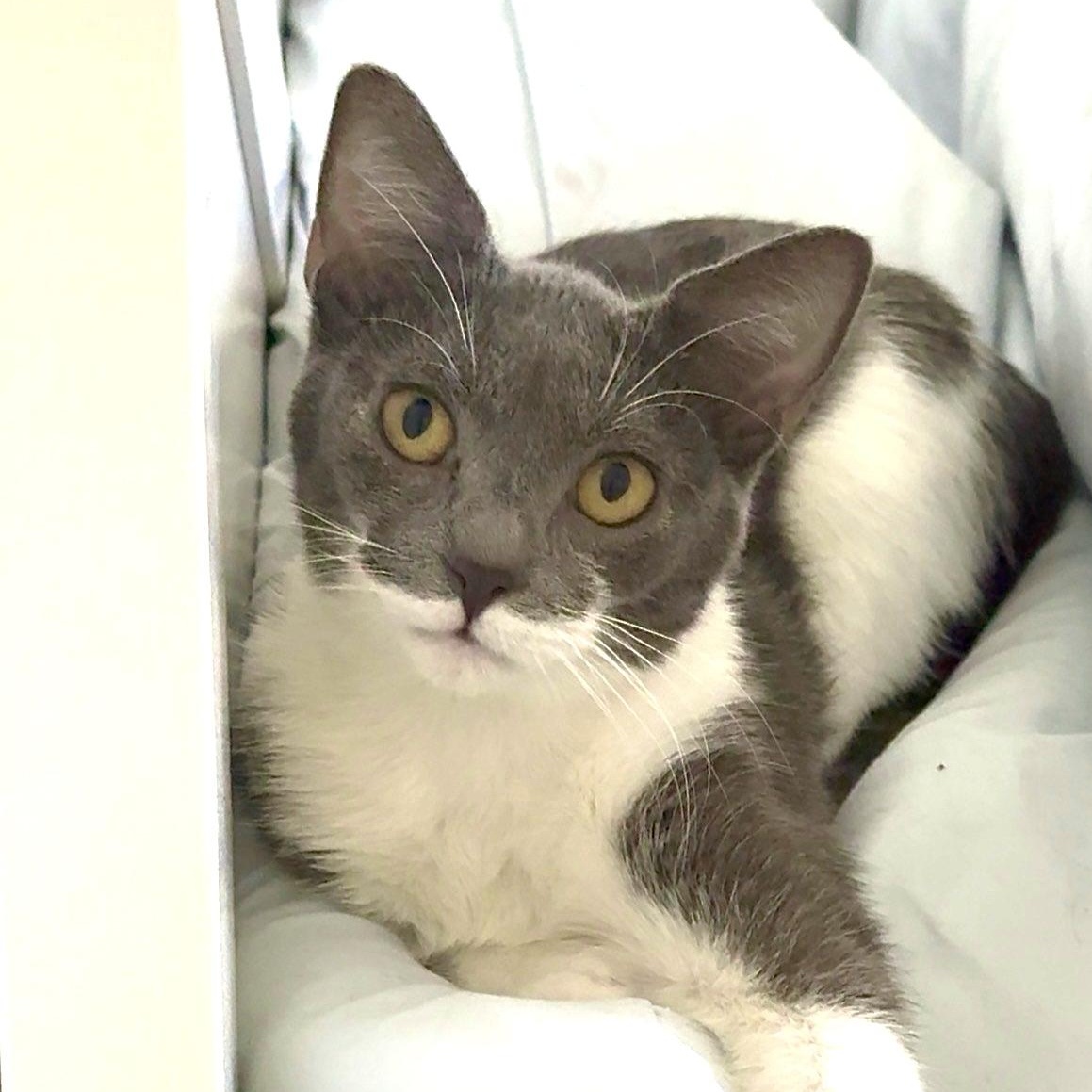 Karmen, Adoptable, Kitten Female Tuxedo & Domestic Short Hair.