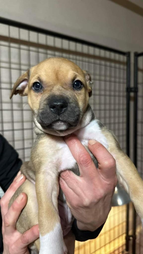 Roger, Adopted, Young Male Terrier & Mixed Breed.