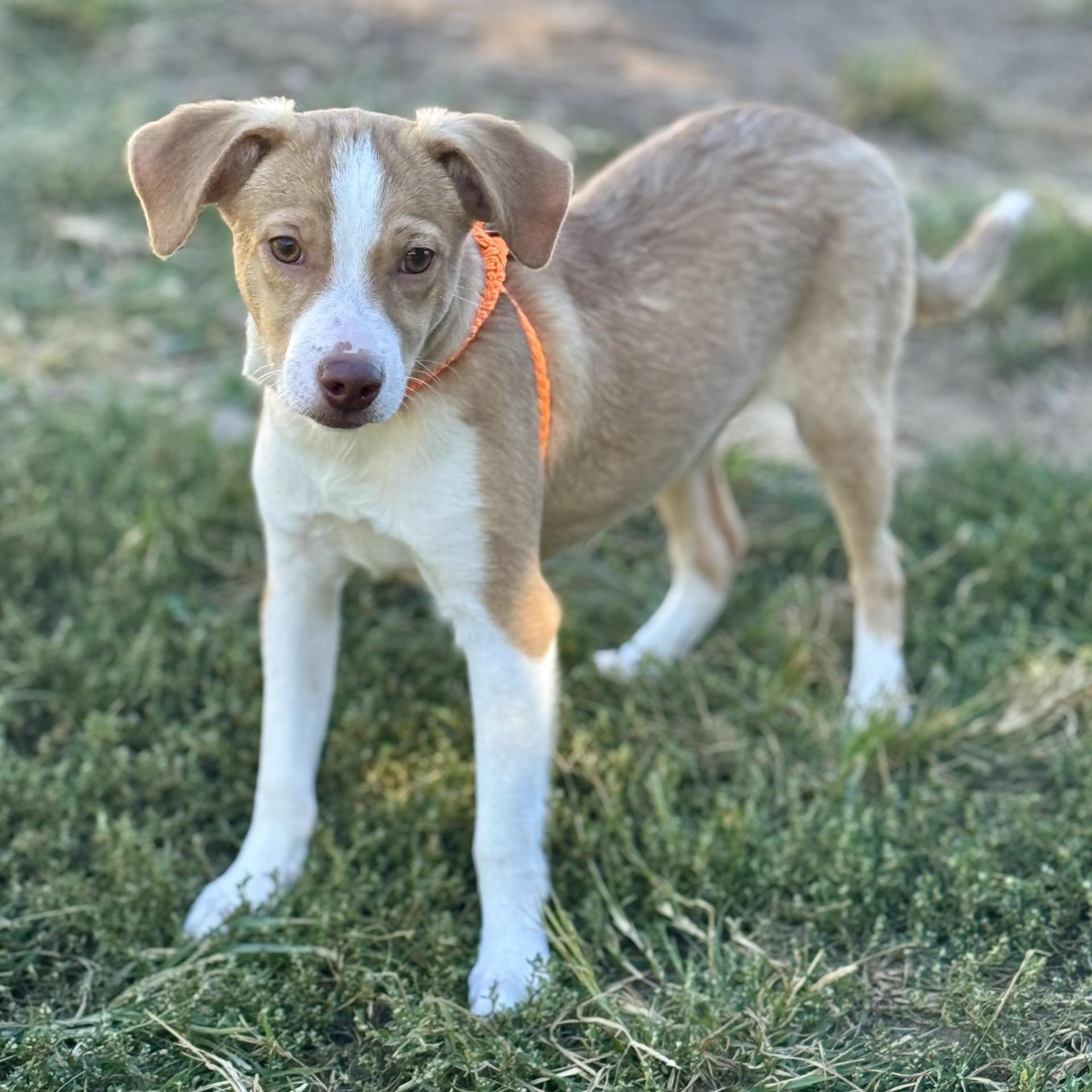 Anthony Bridgerton (CONC-A-8834)