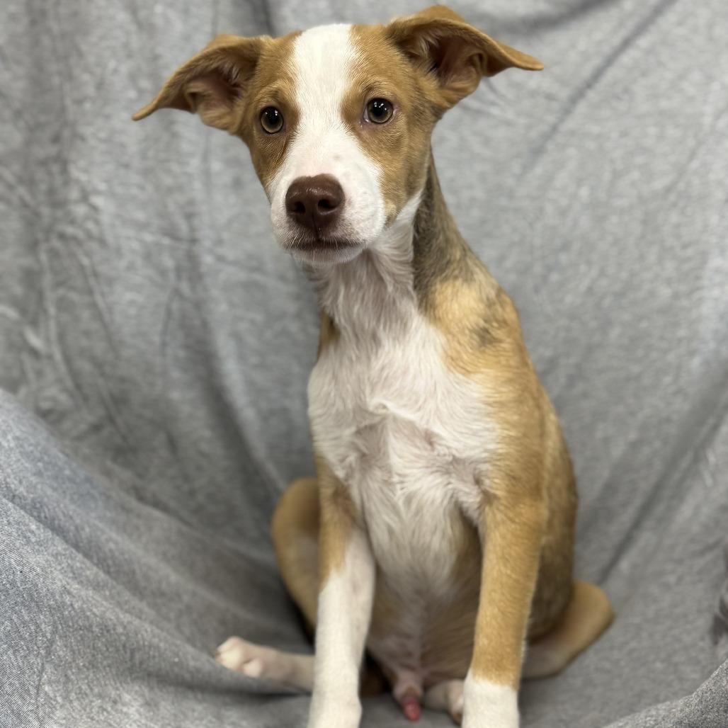 Anthony Bridgerton (CONC-A-8834)