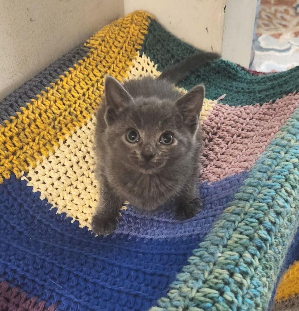 Niko, Adoptable, Kitten Male Domestic Short Hair.