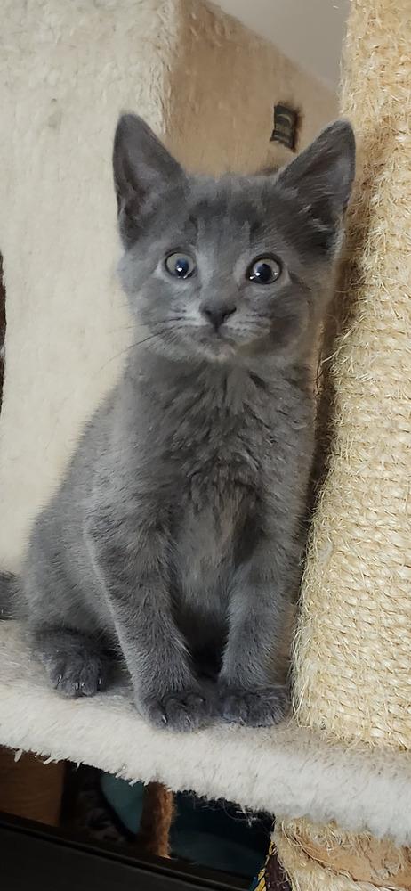 Enlarge Niko, a Adoptable Domestic Short Hair in Henrico, VA image 2/2