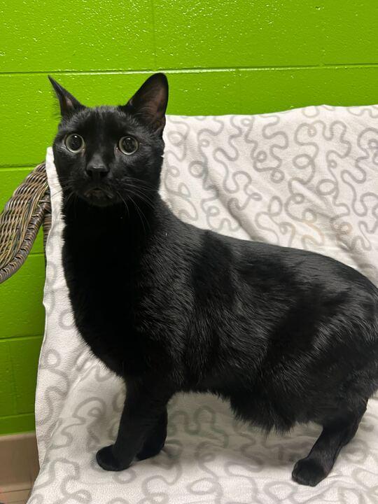 Enlarge Binx, a ADOPTABLE Domestic Short Hair in Jackson, MI image 1/6