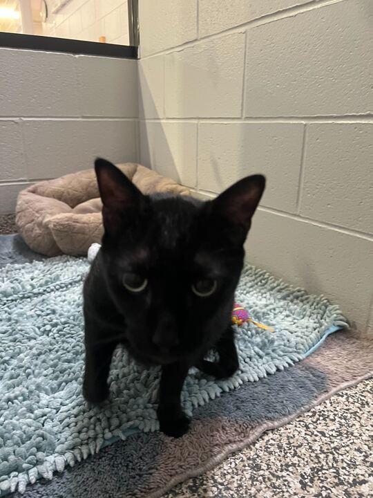 Enlarge Binx, a ADOPTABLE Domestic Short Hair in Jackson, MI image 3/6