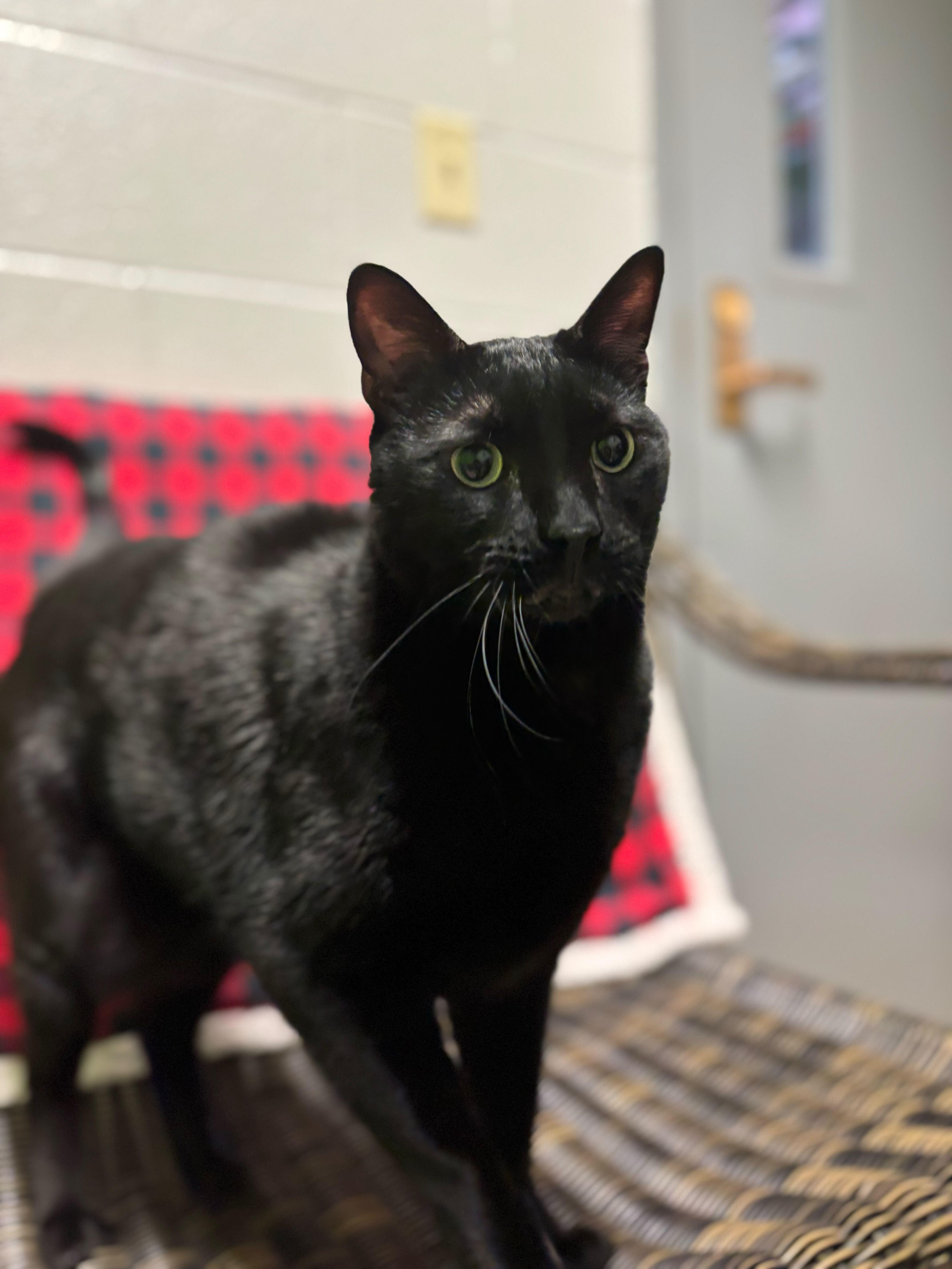Enlarge Binx, an adopted Domestic Short Hair in Jackson, MI image 3/4