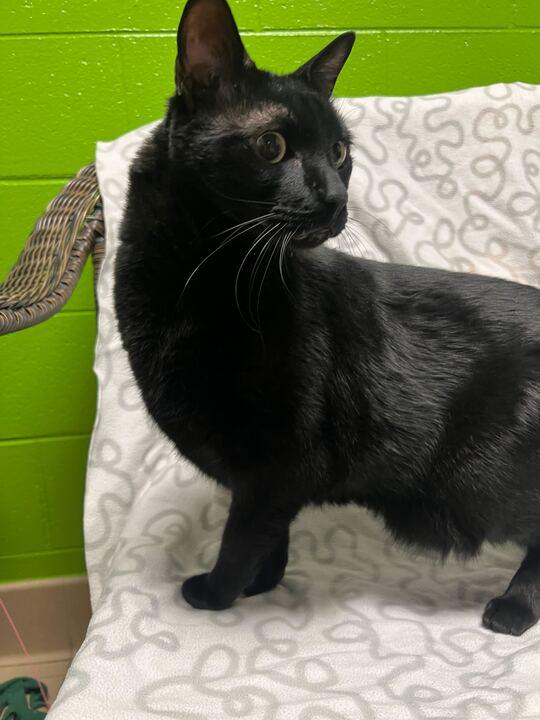 Enlarge Binx, a ADOPTABLE Domestic Short Hair in Jackson, MI image 2/6