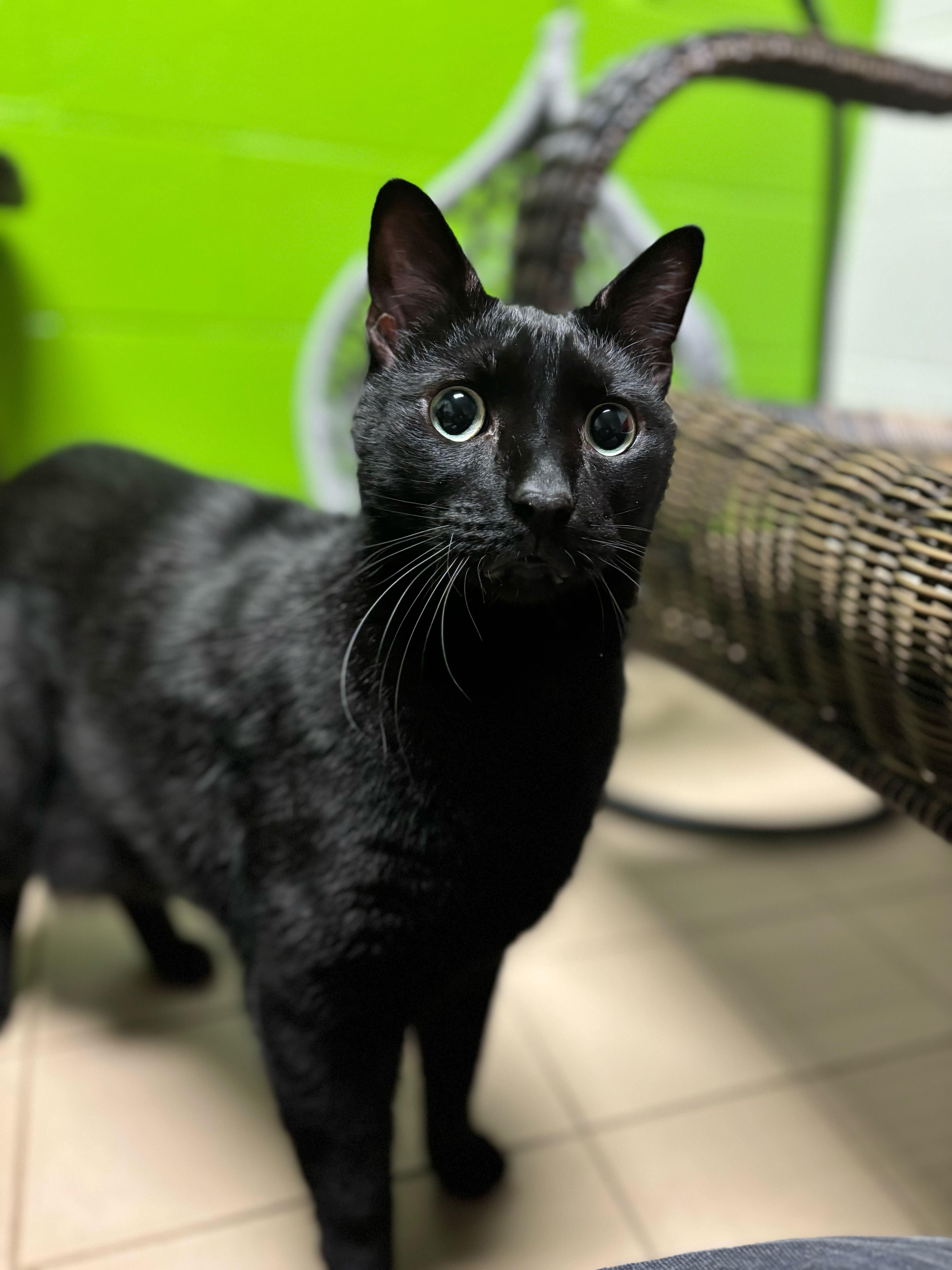 Enlarge Binx, an adopted Domestic Short Hair in Jackson, MI image 2/4