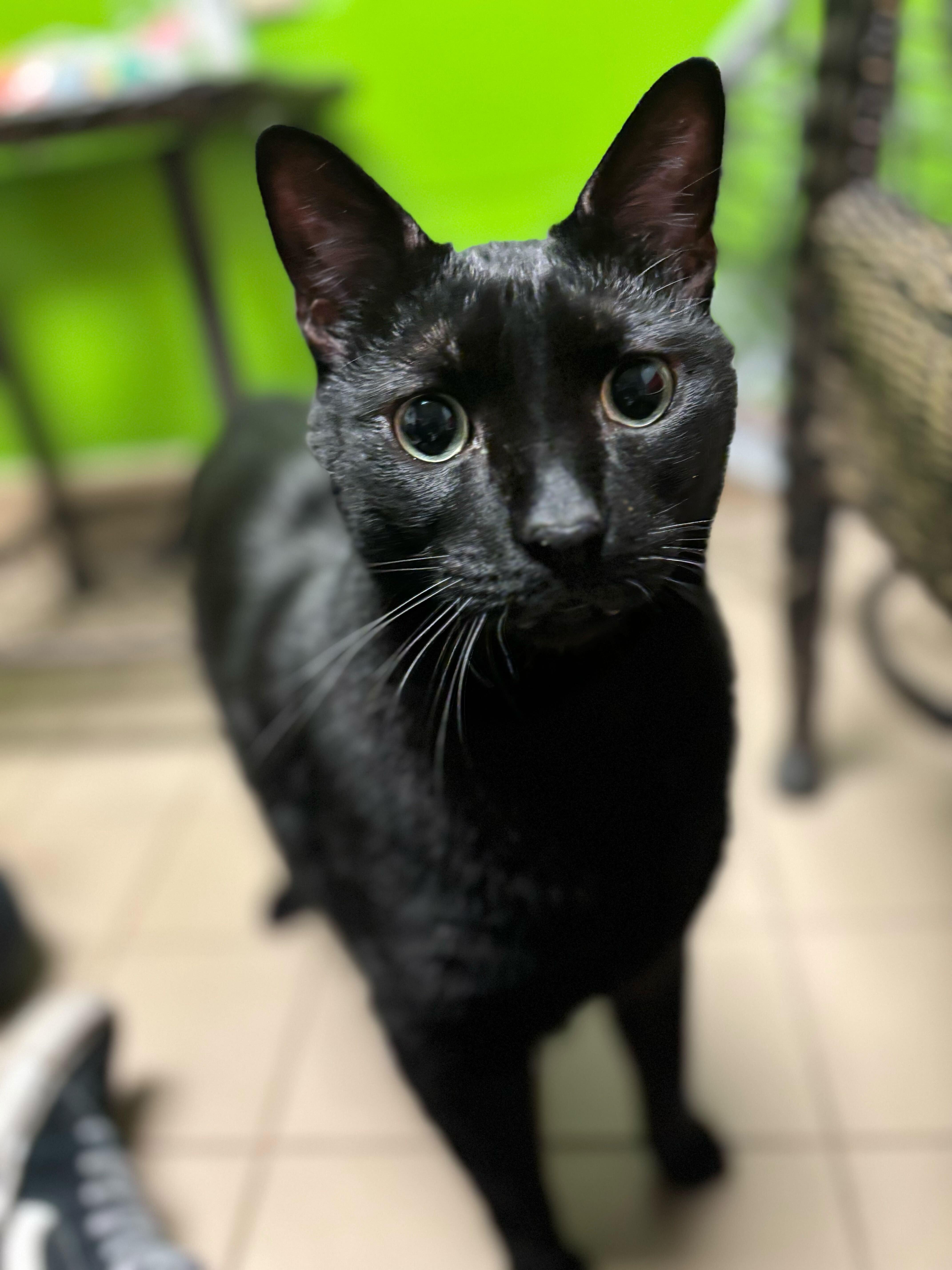 Enlarge Binx, an adopted Domestic Short Hair in Jackson, MI image 1/4