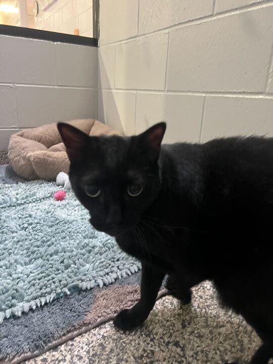 Enlarge Binx, a ADOPTABLE Domestic Short Hair in Jackson, MI image 5/6