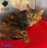 Enlarge Tinsel, a ADOPTABLE Domestic Short Hair in Heath, OH image 1/1