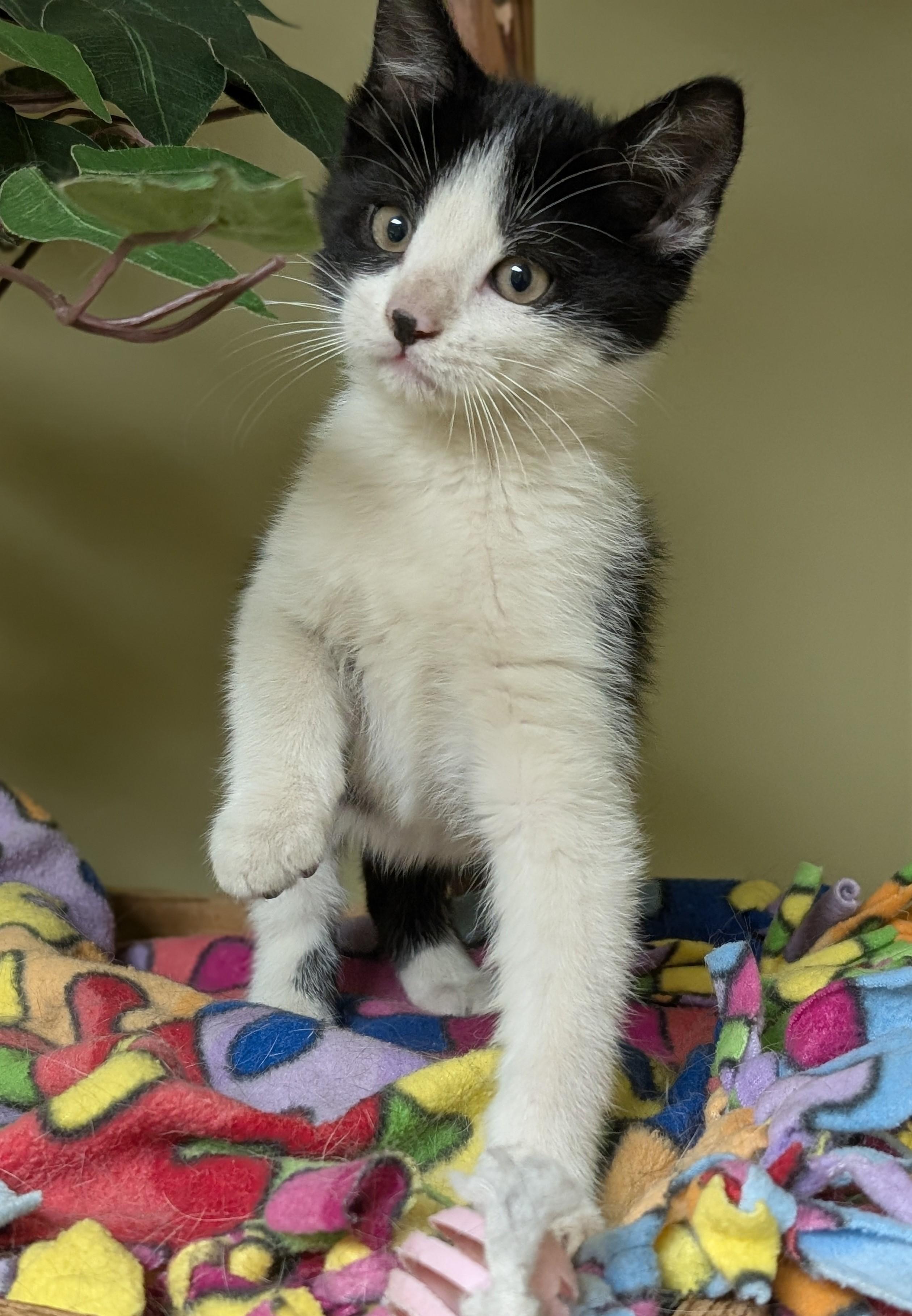 Enlarge Yoshi, an adopted Domestic Short Hair in Hastings, NE image 2/3