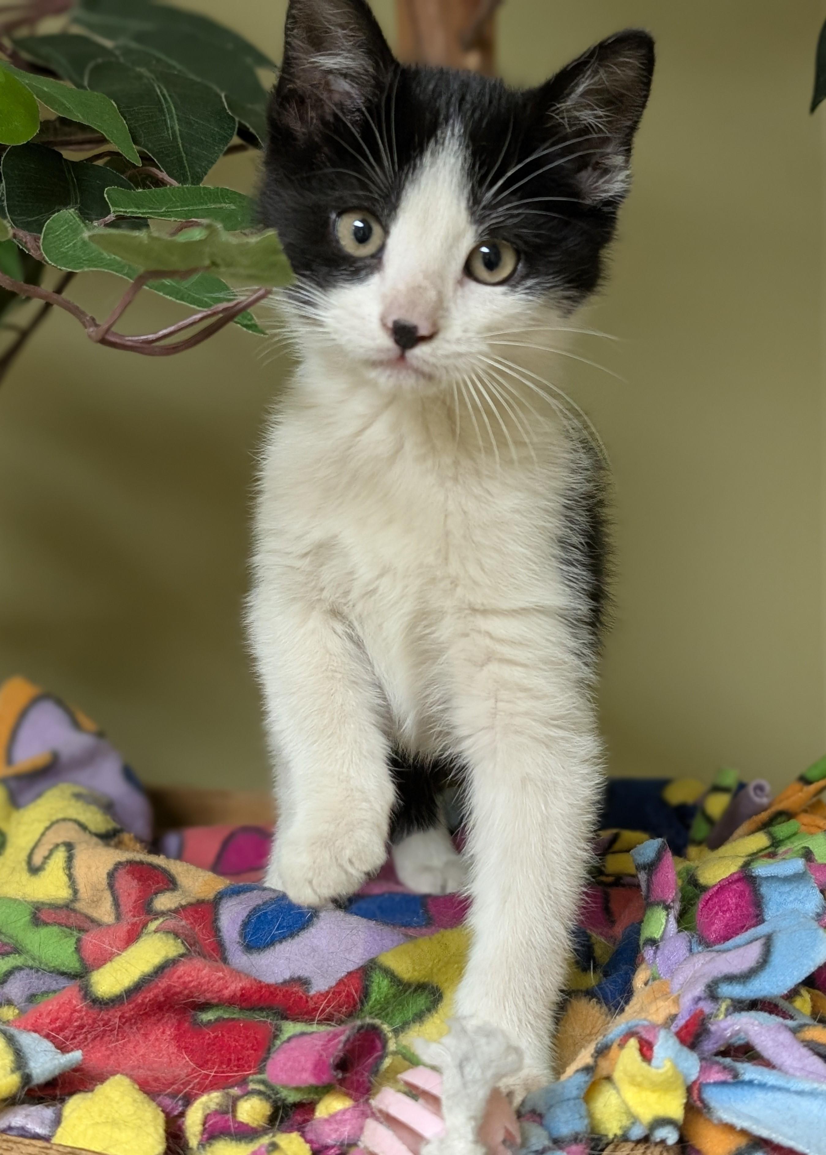 Enlarge Yoshi, an adopted Domestic Short Hair in Hastings, NE image 3/3