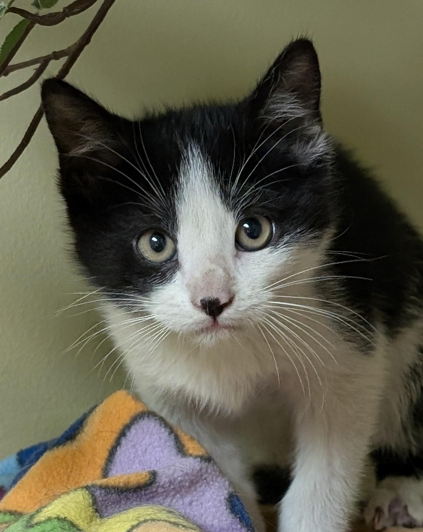 Yoshi, adopted, Kitten Male Domestic Short Hair.